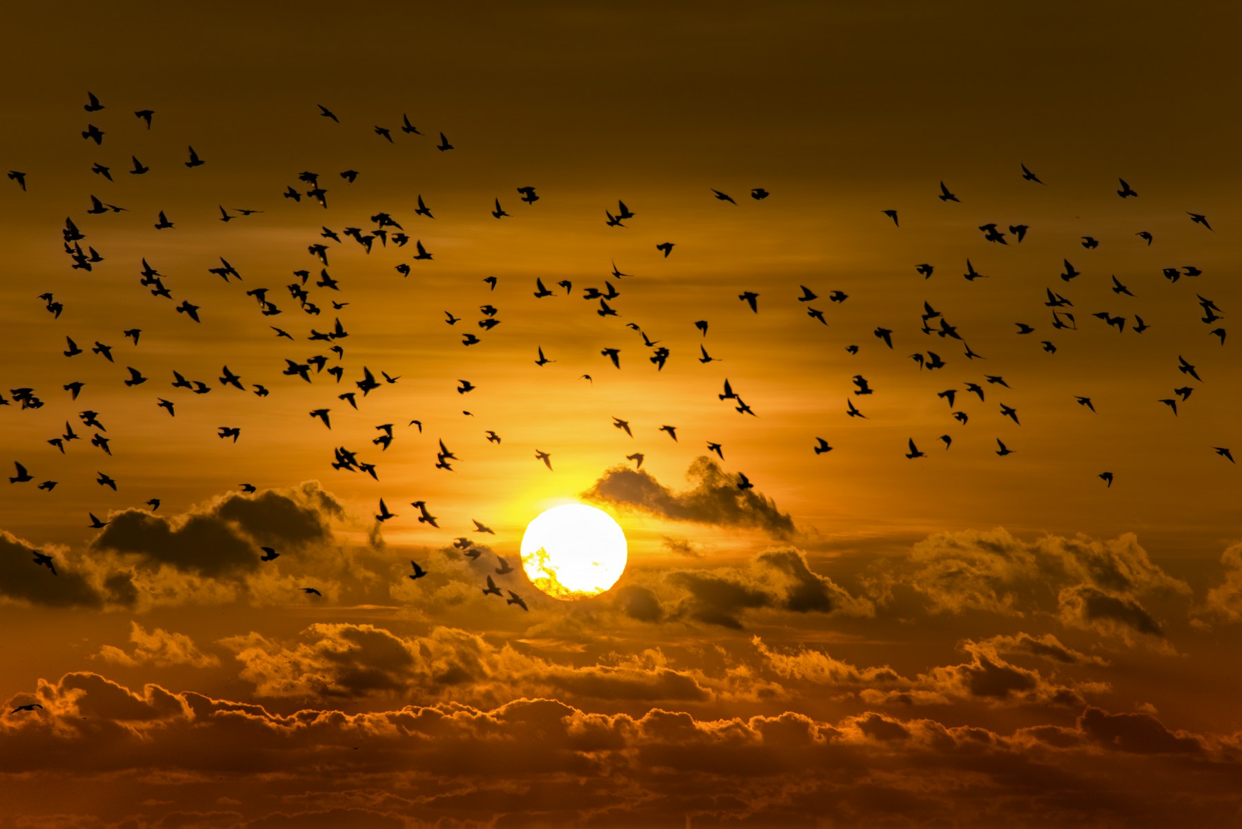 Bando de aves ao pôr do sol